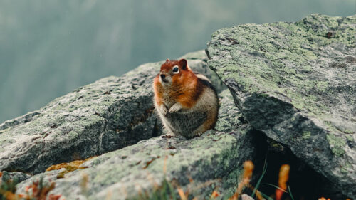 Chipmunk, Rodent, Animal, Wallpapers Free Download For Your Device
