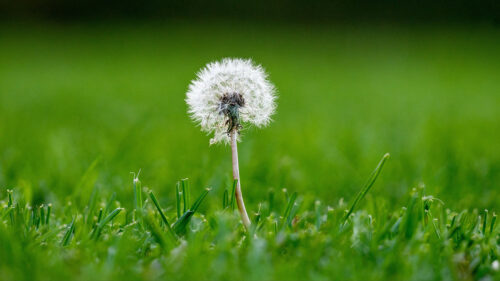 Dandelion, Grass, Macro, Wallpapers Free Download For Desktop