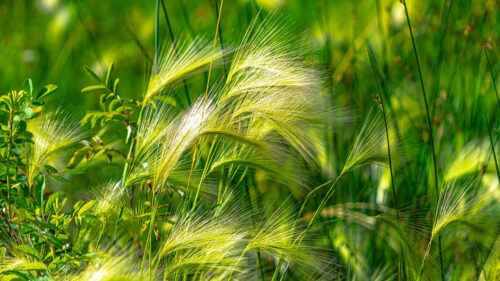 Ears, Grass, Green, Wallpapers Free Download For Desktop