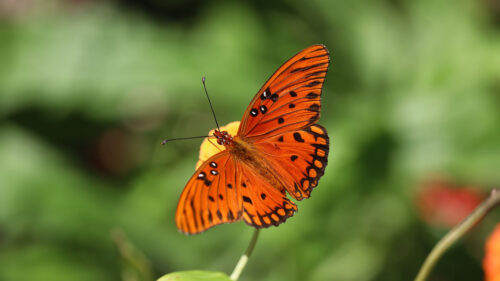 Gulf, Fitillary, Butterfly, Insect, HD Wallpapers Free Download