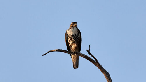 Hawk, Bird, Predator Wallpapers Free Download