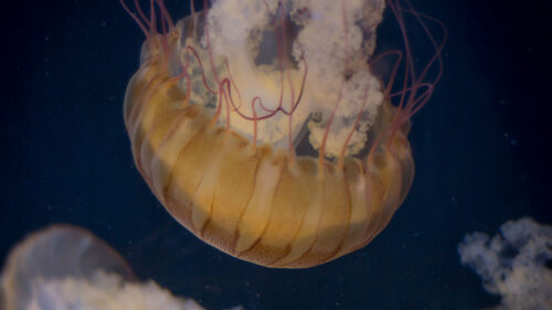 Jellyfish & Sea Wallpapers Free Download (5)