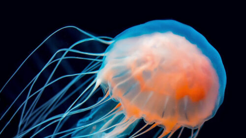 Jellyfish & Sea Wallpapers Free Download (6)