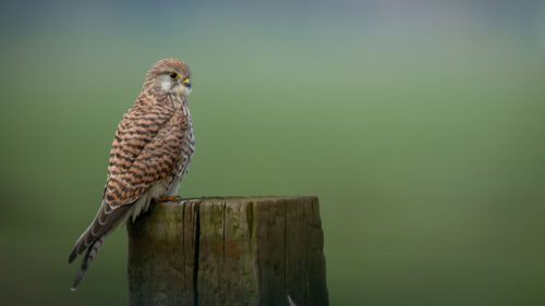 Kestrel, Bird, Predator Wallpapers Free Download