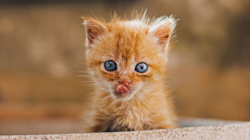 Kitten, Protruding, Tongue, Brown, Wallpapers Free Download