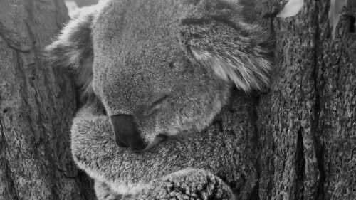 Koala, Sleep, Animal Wallpapers Free Download