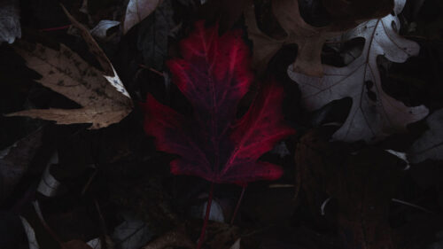 Leaves, Autumn, Macro Wallpapers Free Download