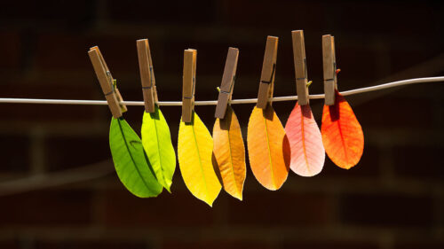 Leaves, Autumn, Veins Wallpapers Free Download