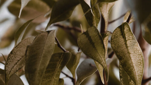 Leaves, Branches, Veins Wallpapers Free Download