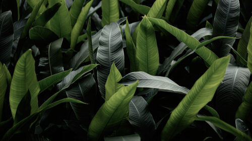 Leaves, Green, Macro, Wallpapers Free Download