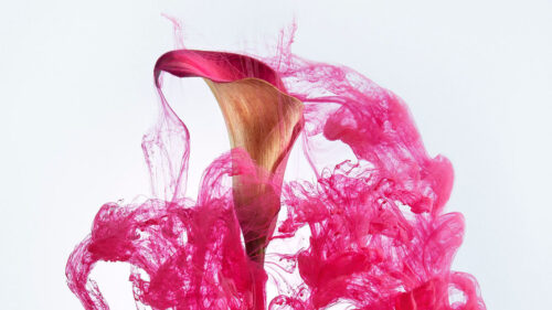 Lily, Flower, Ink, Wallpapers Free Download