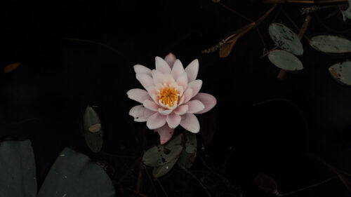 Lily, Flower, Pond, Wallpapers Free Download (2)