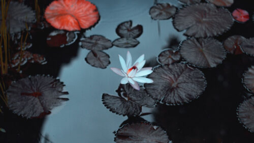 Lily, Flower, Pond, Wallpapers Free Download