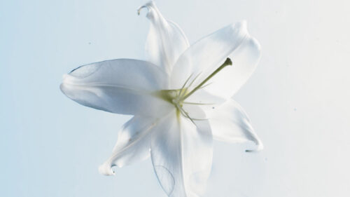 Lily, Flower, Water, Wallpapers Free Download