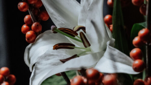 Lily, Flower, White, Wallpapers Free Download