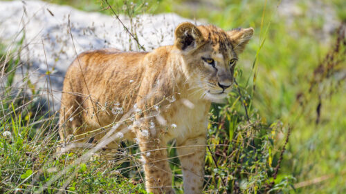 Lion Cub, Cub, Glance, Wallpapers Free Download