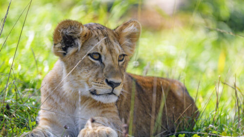 Lion, Cub, Cub, Grass Wallpapers Free Download