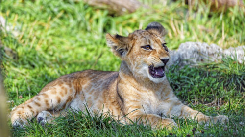 Lion, ub, Cub, Glance Wallpapers Free Download