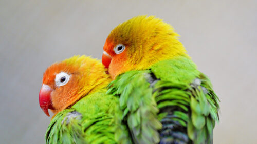 Lovebirds, Parrots, Birds Wallpapers Free Download