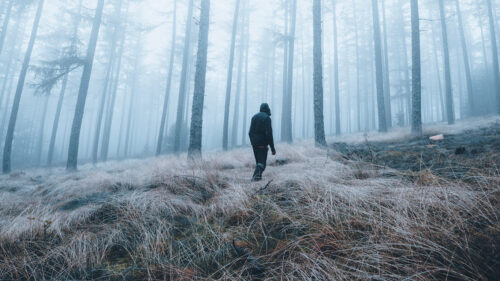 Man, Forest, Fog Wallpapers Free Download