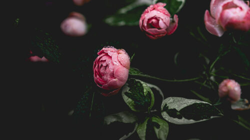 Peony, Flower, Pink, Wallpapers Free Download