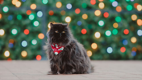 Persian, Cat, Pet, Wallpapers Free Download (2)