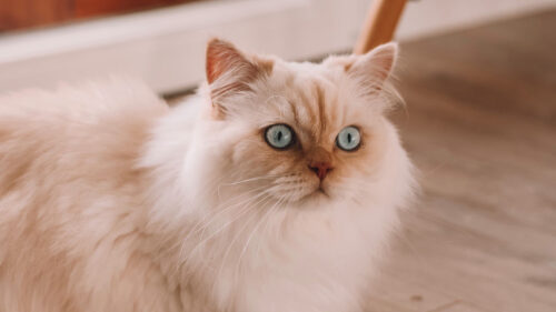 Persian, Cat, Pet, Wallpapers Free Download