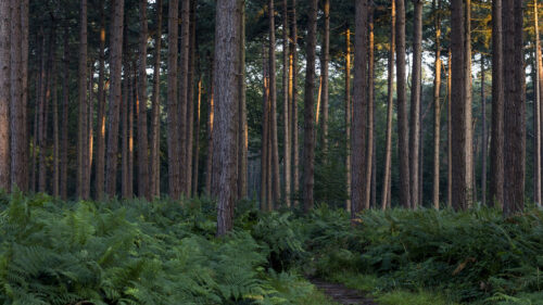 Pines, Fern, Grass, Wallpapers Free Download