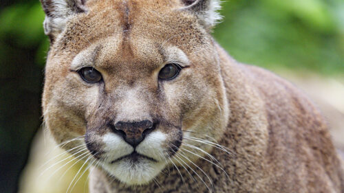 Puma Big, Cat, Predator, HD Wallpapers Free Download