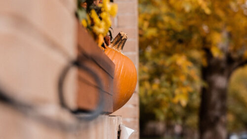 Pumpkins, Autumn, Halloween, HD Wallpapers Free Download