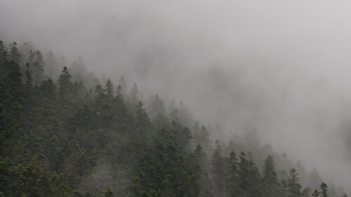 Slope, Forest, Fog HD Wallpapers Free Download (2)