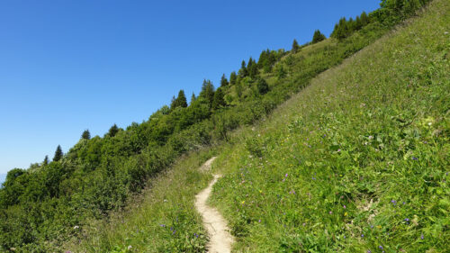 Slope, Path, Trees HD Wallpapers Free Download