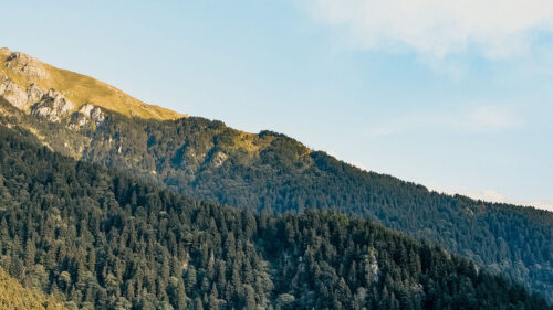 Slope, Trees, Forest HD Wallpapers Free Download