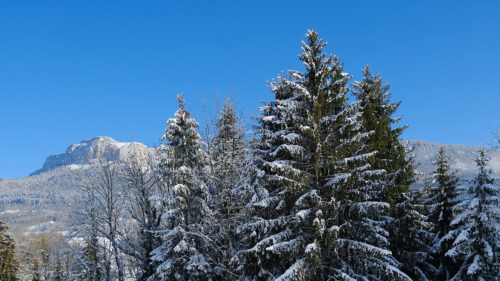 Spruce, Trees, Snow HD Wallpapers Free Download (1)