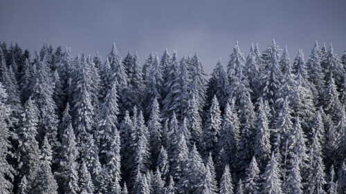 Spruce, Trees, Snow HD Wallpapers Free Download (2)