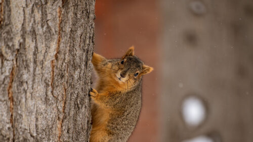 Squirrel, Animal, Brown HD Wallpapers Free Download (2)