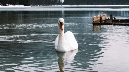 Swan, Bird, White Wallpapers Free Download