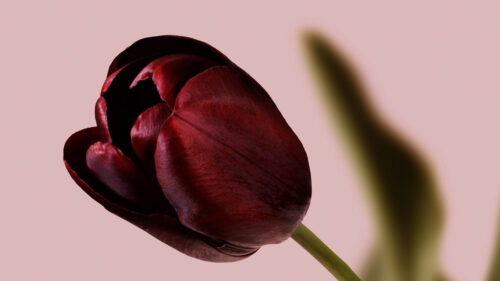 Tulip, Flower, Macro Wallpapers Free Download