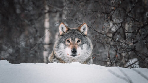 Wolf, Glance, Predator Wallpapers Download (2)