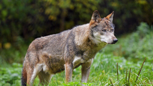 Wolf, Glance, Predator Wallpapers Download
