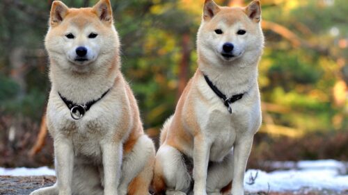 Akita, inu, Dog, Couple, Beautiful Wallpapers Free Download