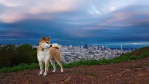Akita inu, Hill, Dog, Nature Wallpapers Free Download