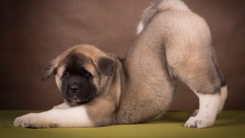 American, Akita, Puppy, Funny Wallpapers Free Download