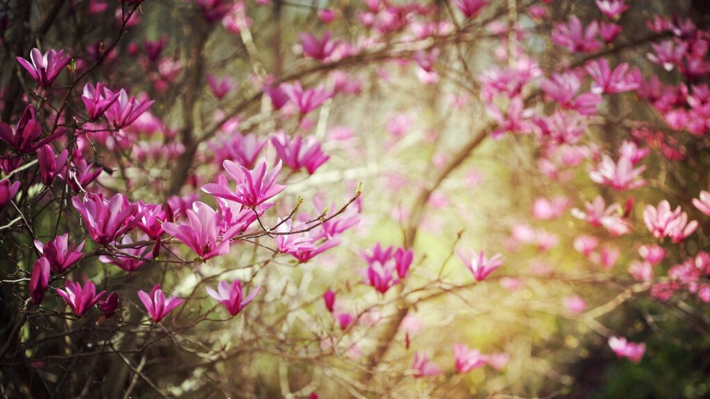 Blossoms, Twigs, Spring, Nature, Shrub Desktop Wallpapers Free Download