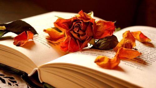 Book, Flower, Rose, Dry, Petals HD Wallpapers Download