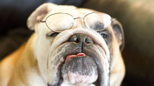 Bulldog, Dog, Face Free Wallpapers