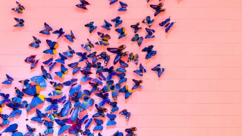Butterflies Wall, Decoration Free Wallpapers