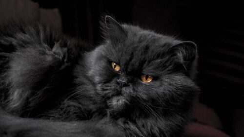 Cat, Furry, Gray Wallpapers Free Download