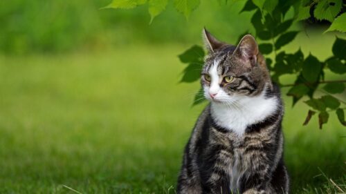 Cat, Grass, Sit Wallpapers Free Download