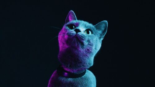 Cat, Gray, Pet Wallpapers Free Download